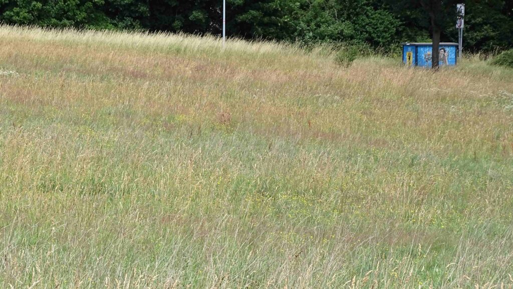 Ein Stück bunte Wiese mit dem künstlerisch gestalteten Stromkasten oberhalb des Hallenbads Syke.