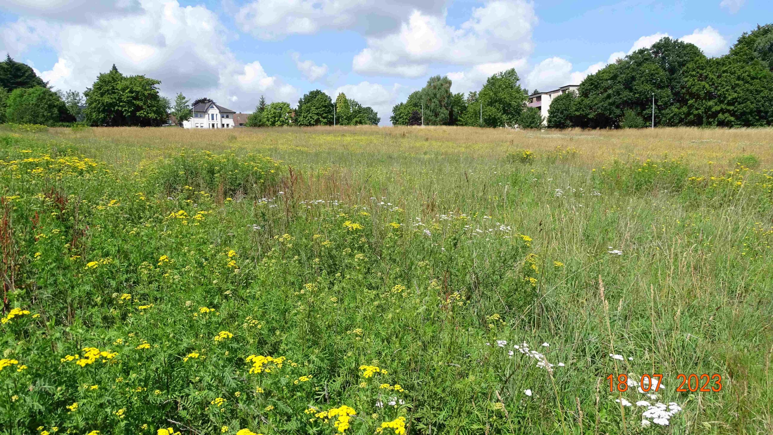 Sommerwiese am Hallenbad