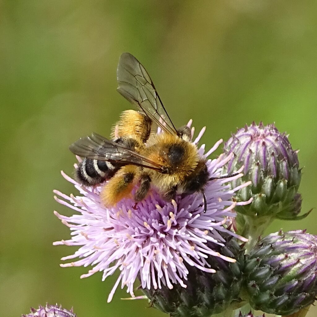 Braunbürstige Hosenbiene auf Distelblüte