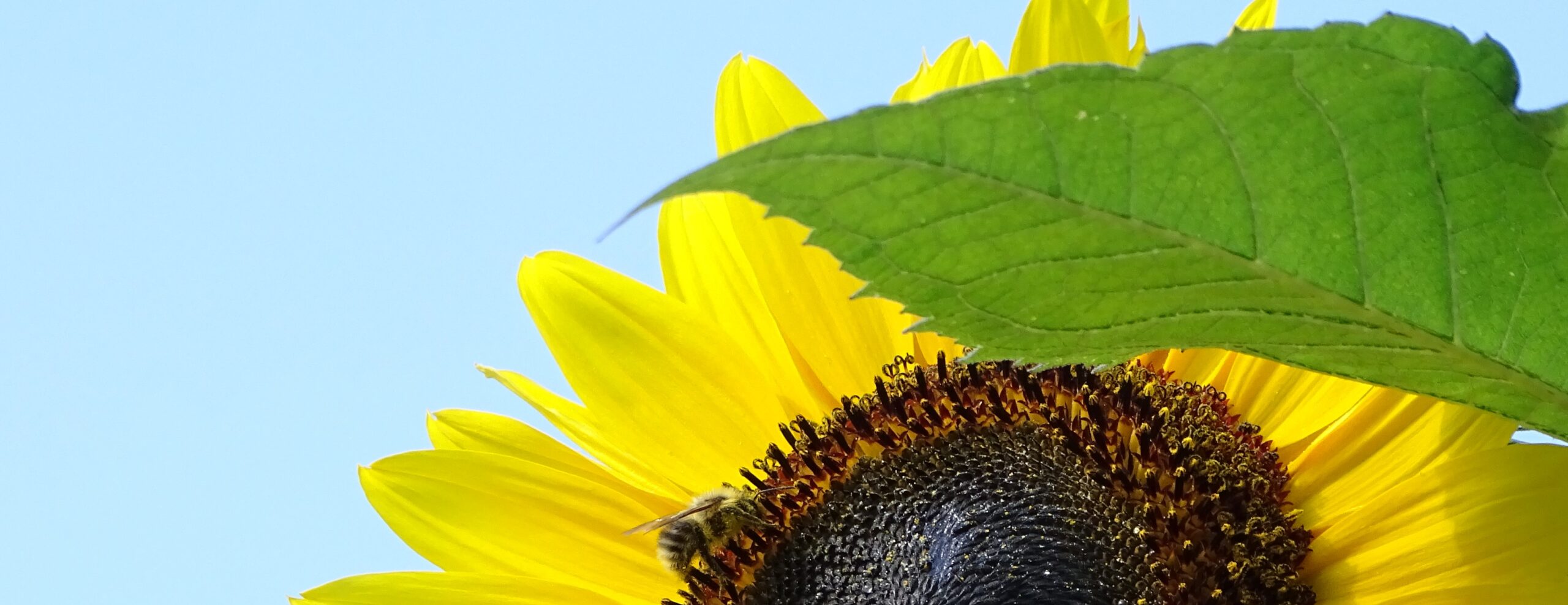 Sonnenblume vor blauem Himmel mit Hummel